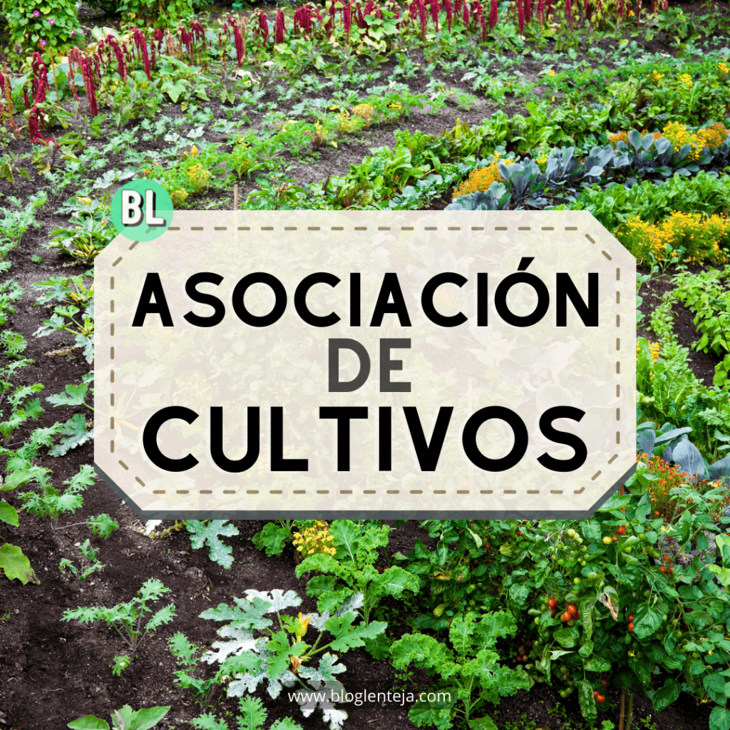 Asociación de Cultivos