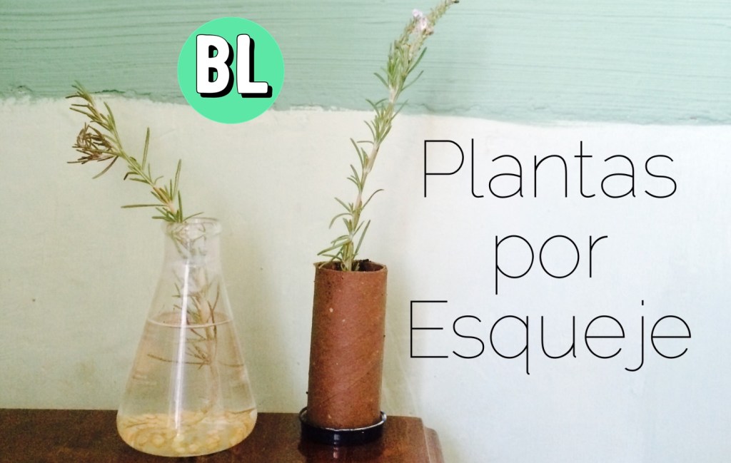 Plantas por Esqueje