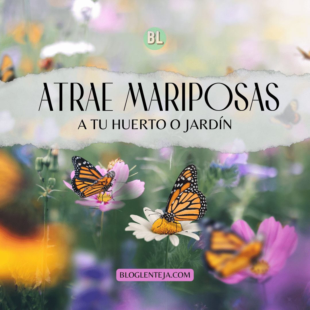 Atrae mariposas a tu jardín – BlogLenteja