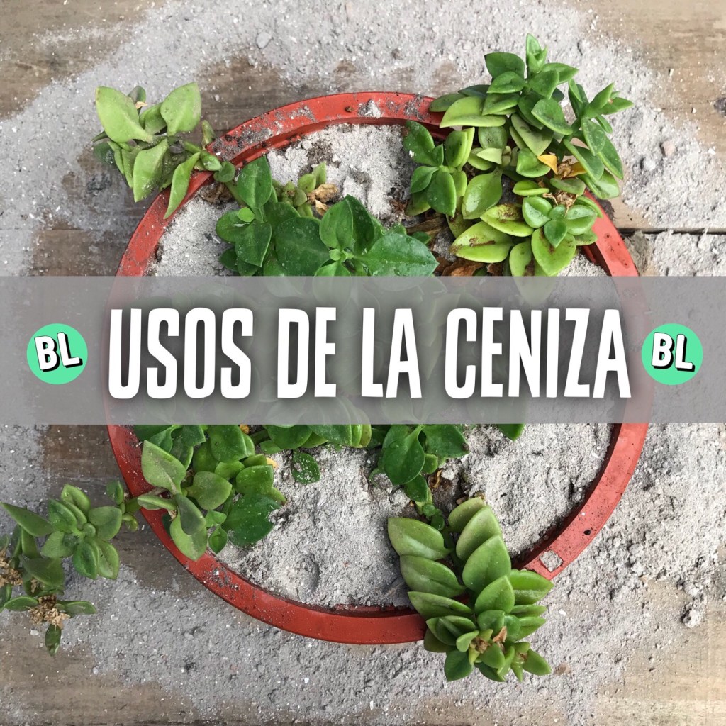 Usos de la Ceniza en el&nbsp;huerto