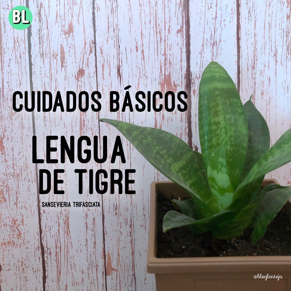 Cuidados básicos: Lengua de&nbsp;tigre