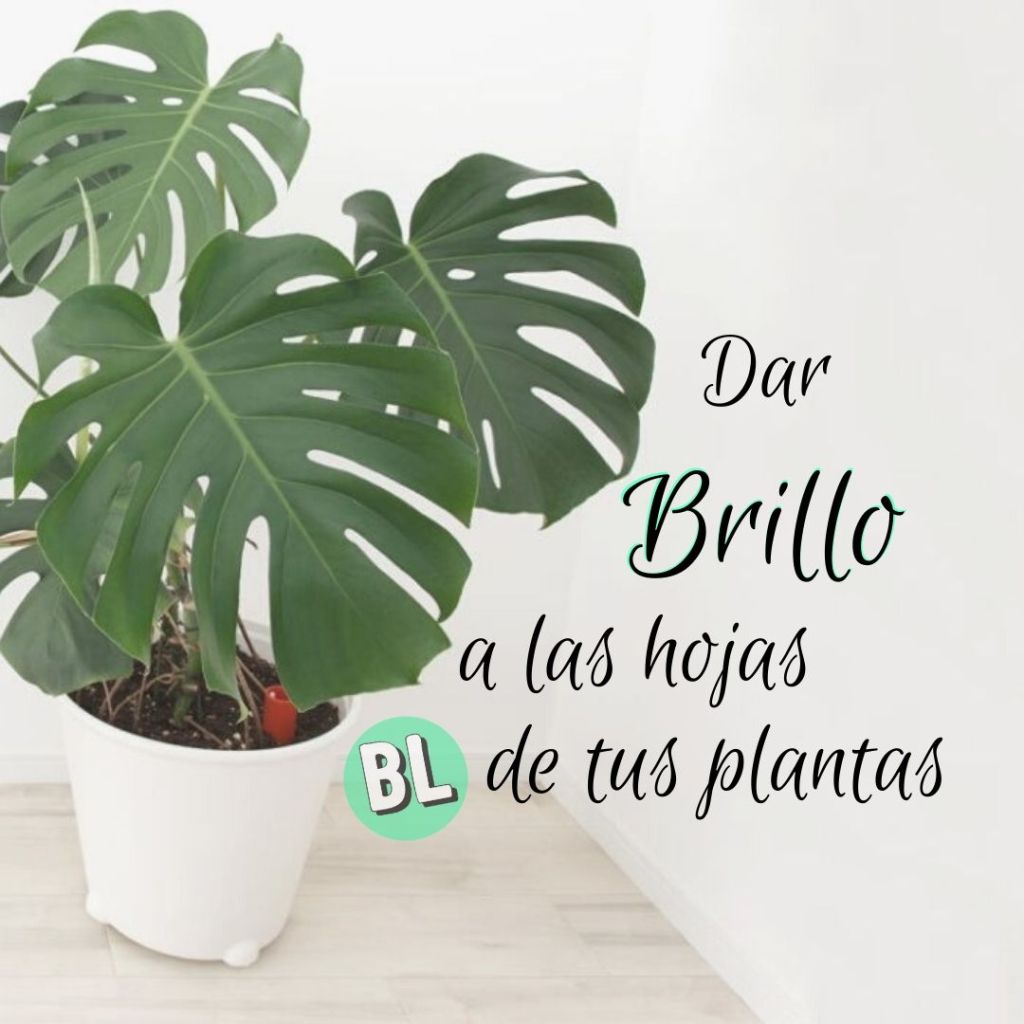 Dar Brillo a las Hojas de tus&nbsp;Plantas