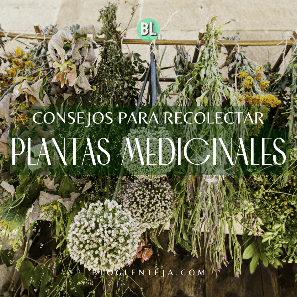 Consejos para Recolectar Plantas&nbsp;Medicinales