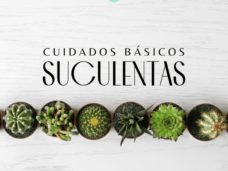 Cuidados básicos: Suculentas