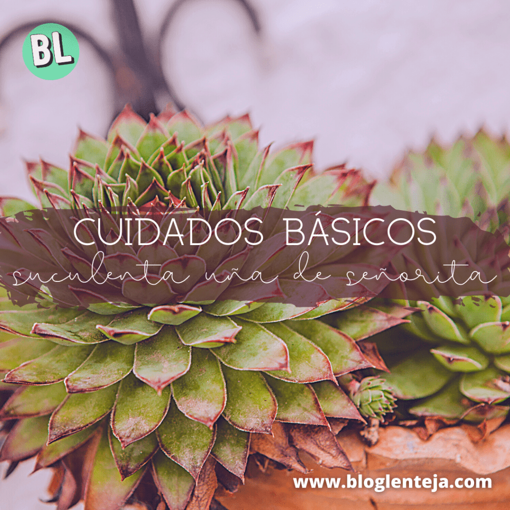 Cuidados básicos: Suculenta uña de&nbsp;señorita
