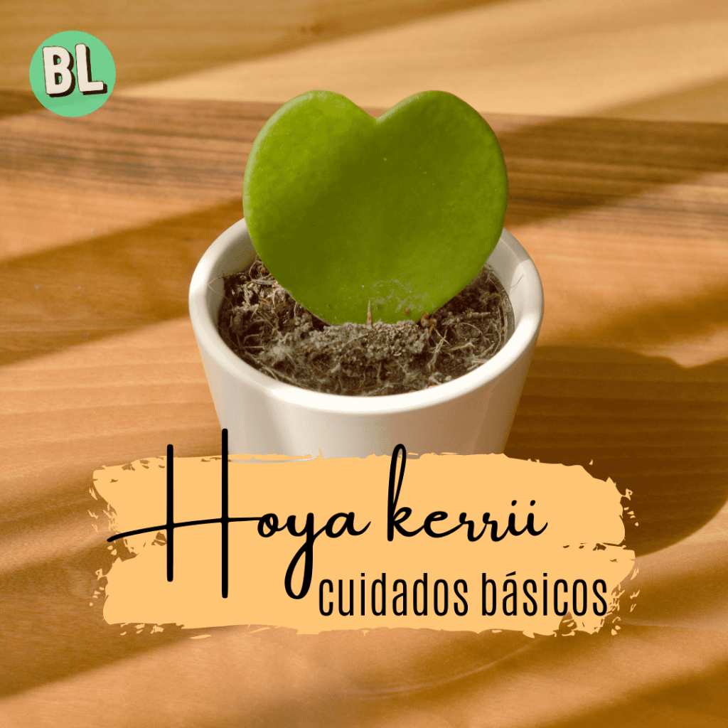 Cuidados básicos: Hoya&nbsp;Kerrii