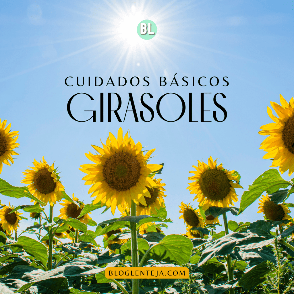 Cuidados básicos: Girasoles