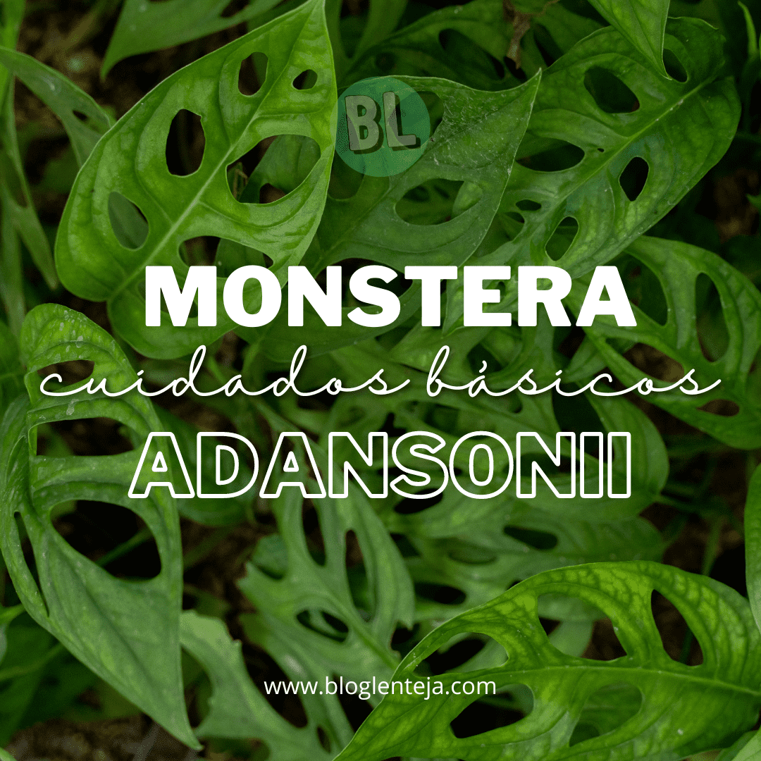 Cuidados bsicos: Monstera Adansonii  BlogLenteja