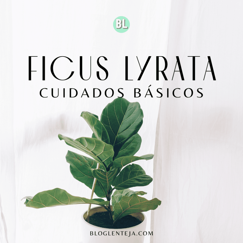Cuidado básicos: Ficus&nbsp;lyrata