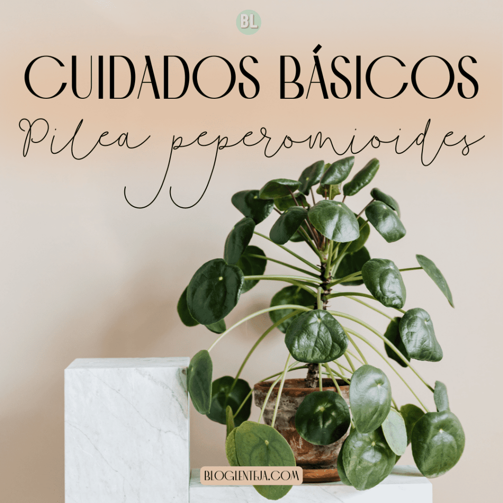 Cuidados Básicos: Pilea&nbsp;peperomioides