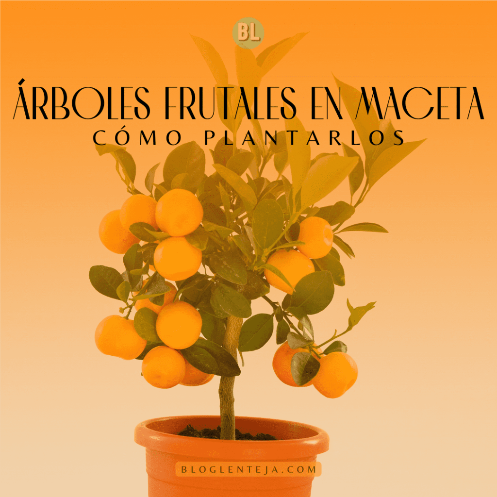 Árboles frutales en maceta – 2