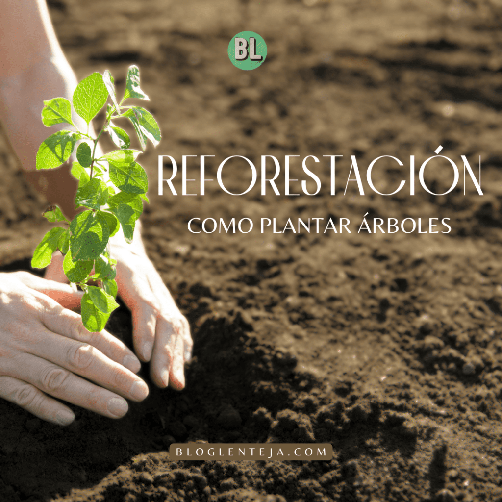 Reforestación: Cómo plantar&nbsp;árboles
