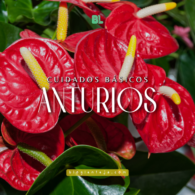 Cuidados básicos: anturios