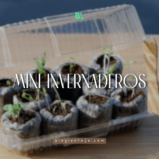 Mini invernaderos