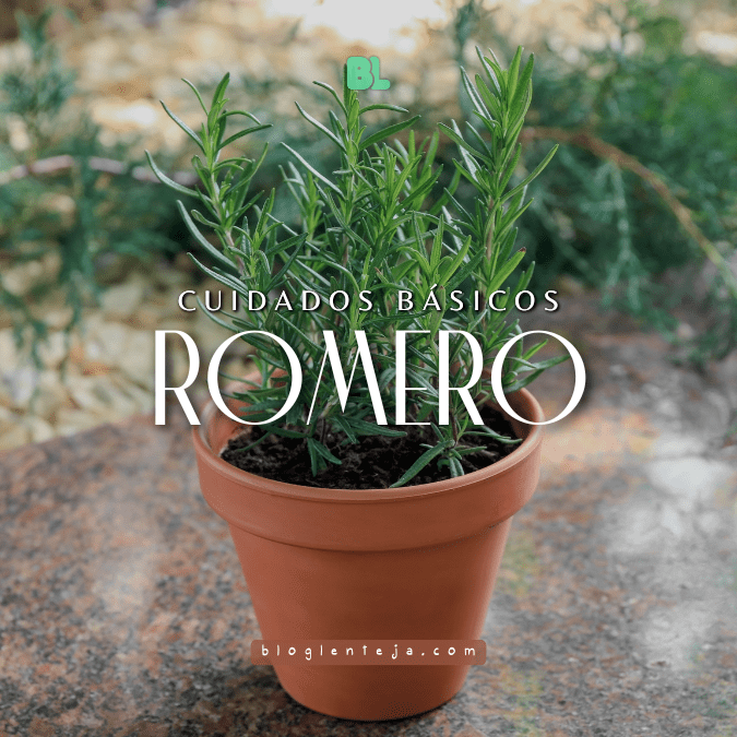 Cuidados básicos: romero