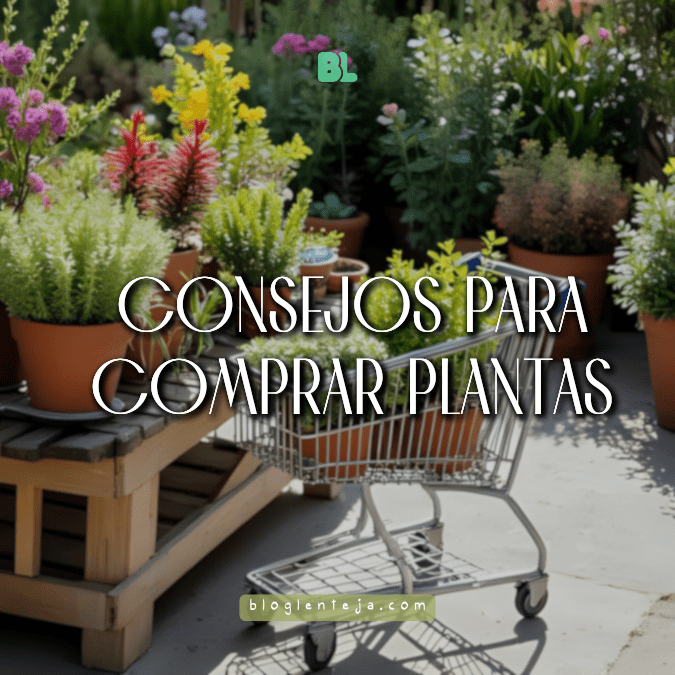Consejos para comprar&nbsp;plantas