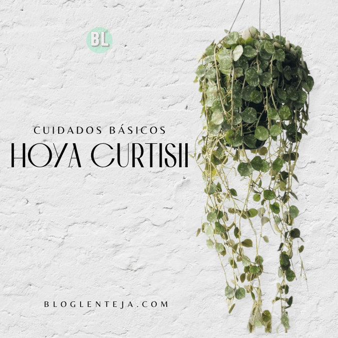 Cuidados Básicos: Hoya&nbsp;Curtisii