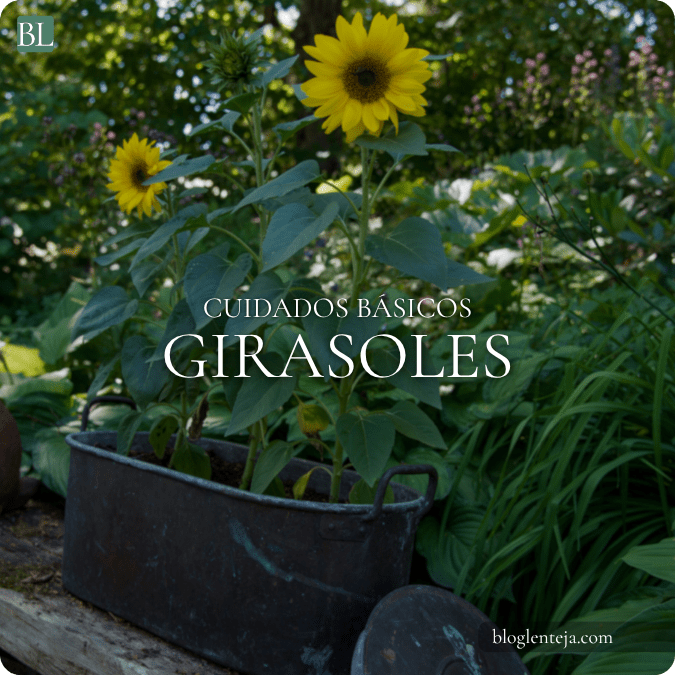 Cuidados básicos: girasoles
