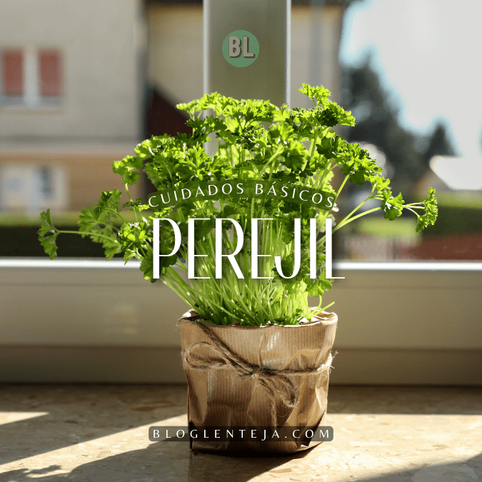 Cuidados Básicos: Perejil