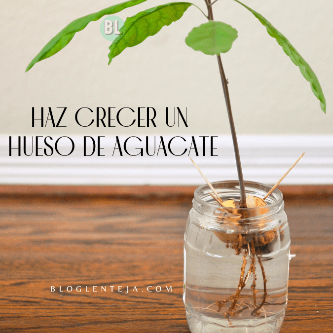 Haz Crecer un Hueso de&nbsp;Aguacate