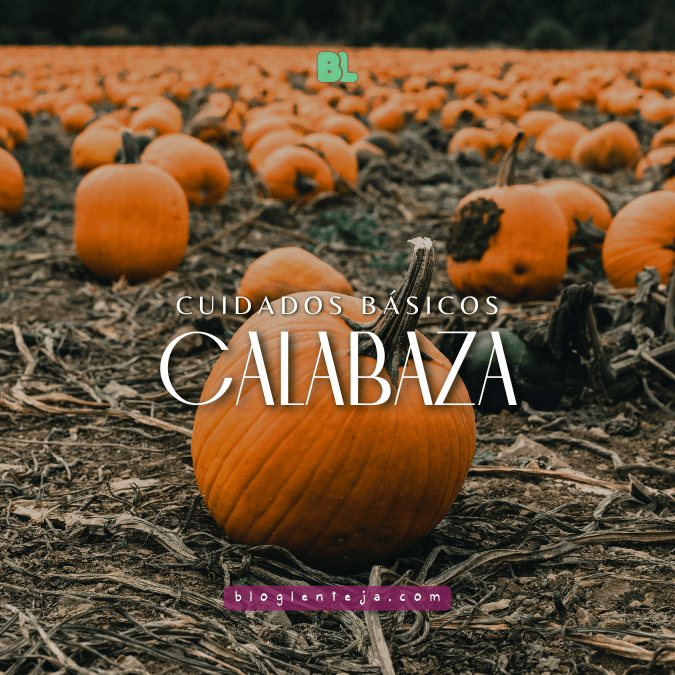 Cuidados básicos: calabaza