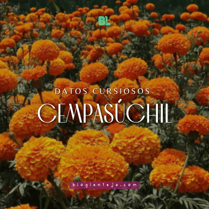 Cempasúchil: datos curiosos