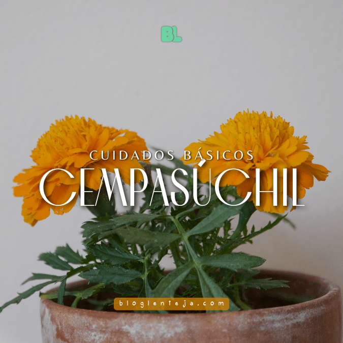 Cuidados Básicos: Cempasúchil