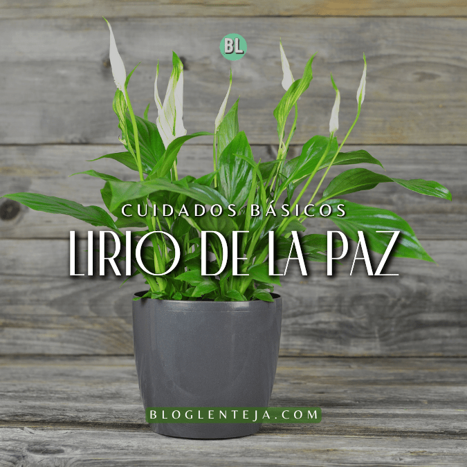 Cuidados Básicos: Lirio de la&nbsp;paz