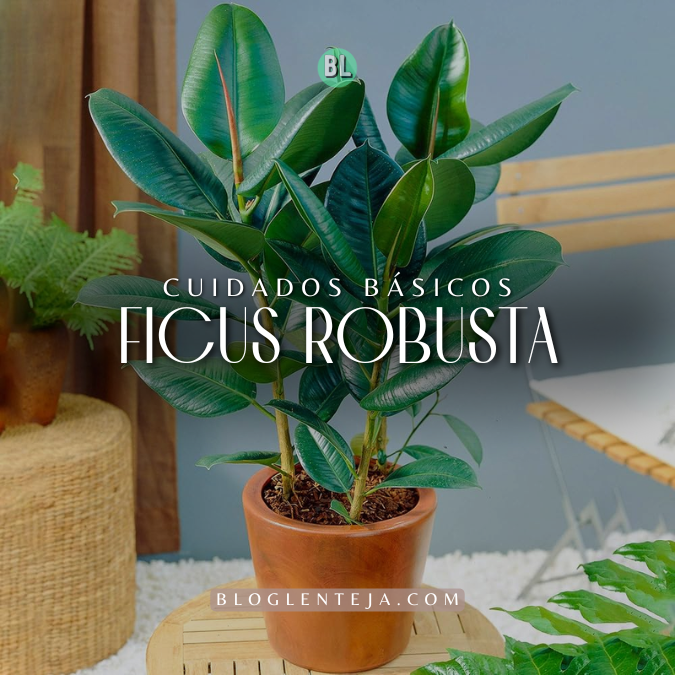 Cuidados básicos: Ficus&nbsp;robusta