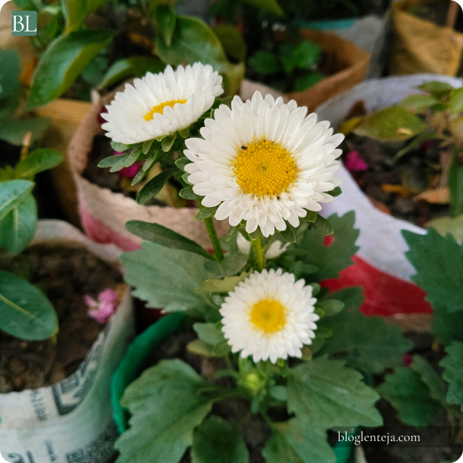 Margaritas blancas floreciendo en jardín con sol natural y hojas verdes saludables