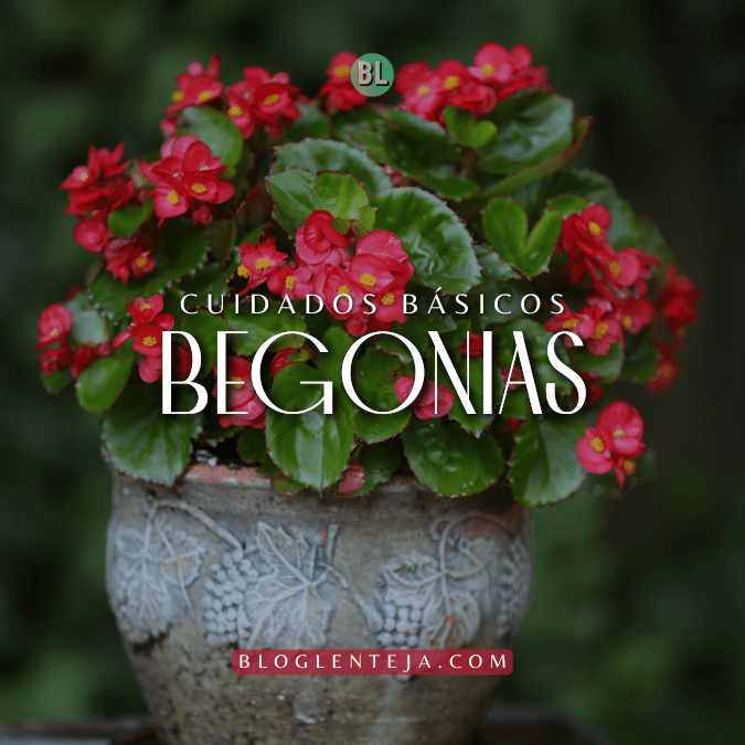 Cuidados Básicos: Begonias