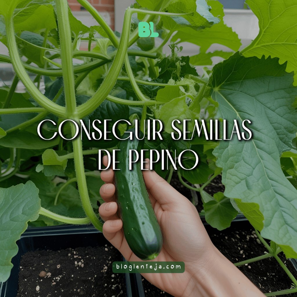 Conseguir semillas de&nbsp;Pepino