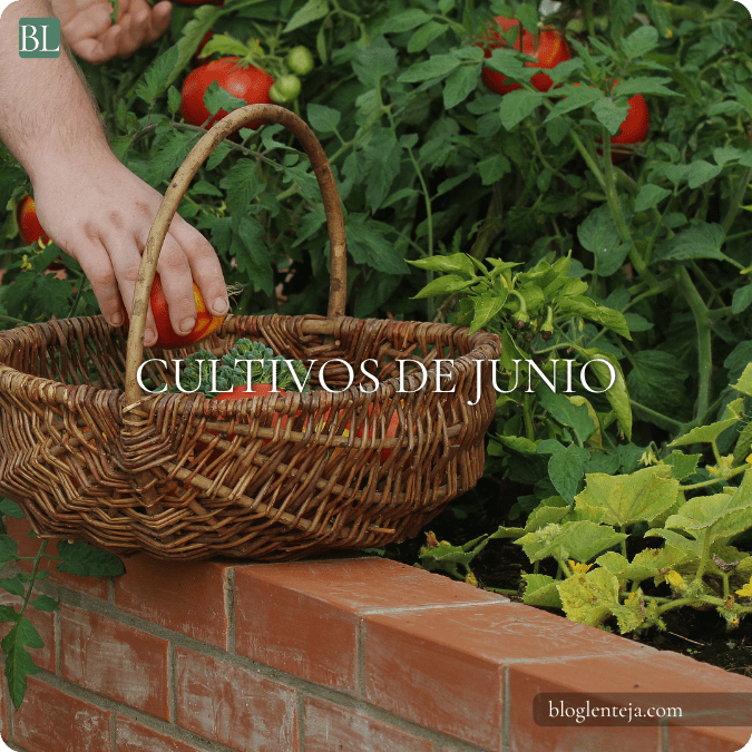 Cultivos de Junio