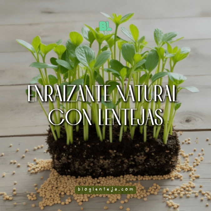 Enraizante natural con lentejas