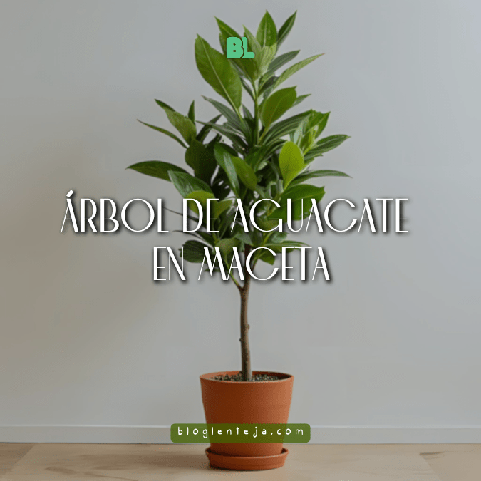 Árbol de aguacate en&nbsp;maceta