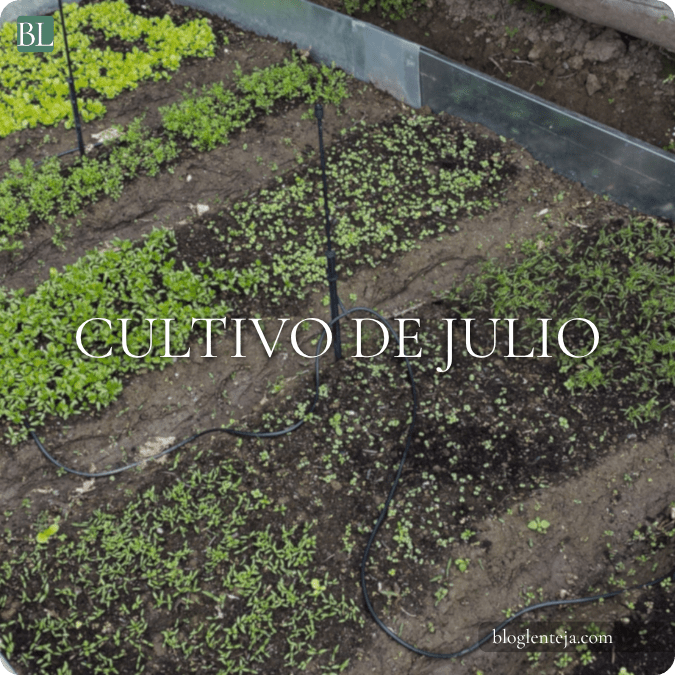 Cultivos recomendados para julio
