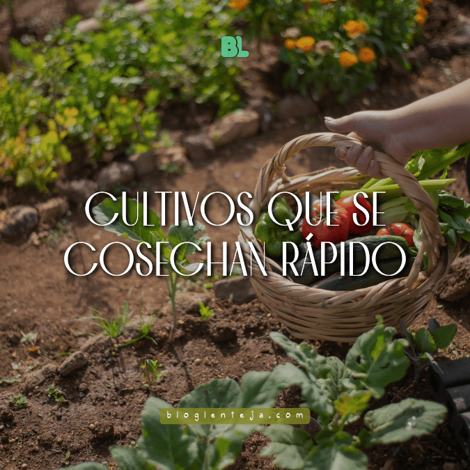 Cultivos que se cosechan&nbsp;rápido