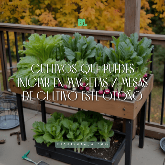 Huerto urbano de otoño con lechugas, rábanos y espinacas creciendo en macetas, ideal para climas frescos.