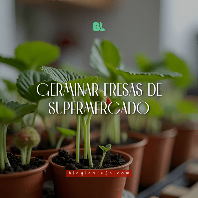 Germinar fresas de&nbsp;supermercado