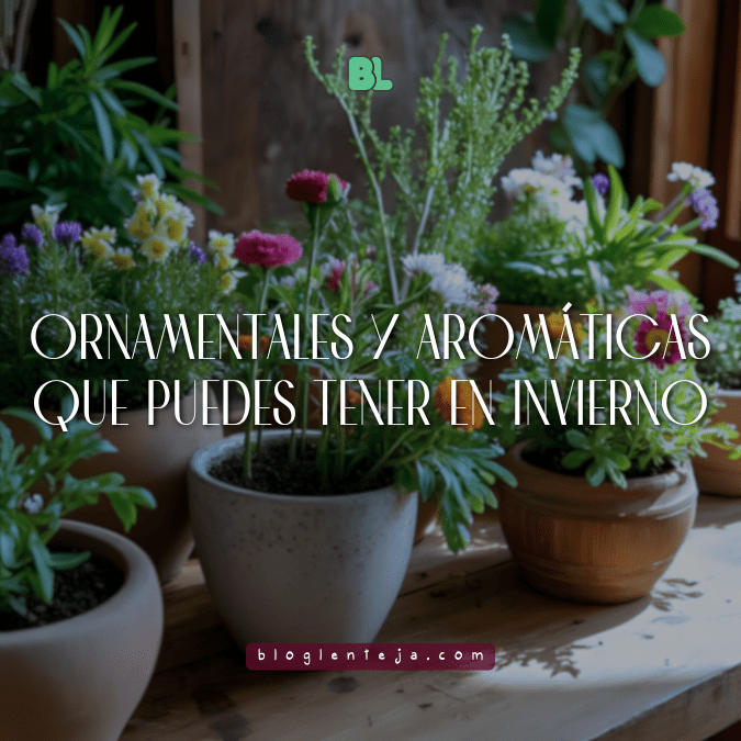 Plantas resistentes al frío en macetas para terrazas y huertos urbanos en invierno.