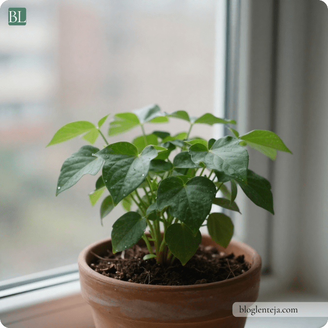 Plantas estresadas: cómo&nbsp;ayudarlas