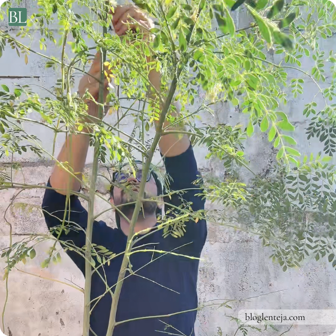 Rutina de cierre de febrero para preparar el huerto y el jardín