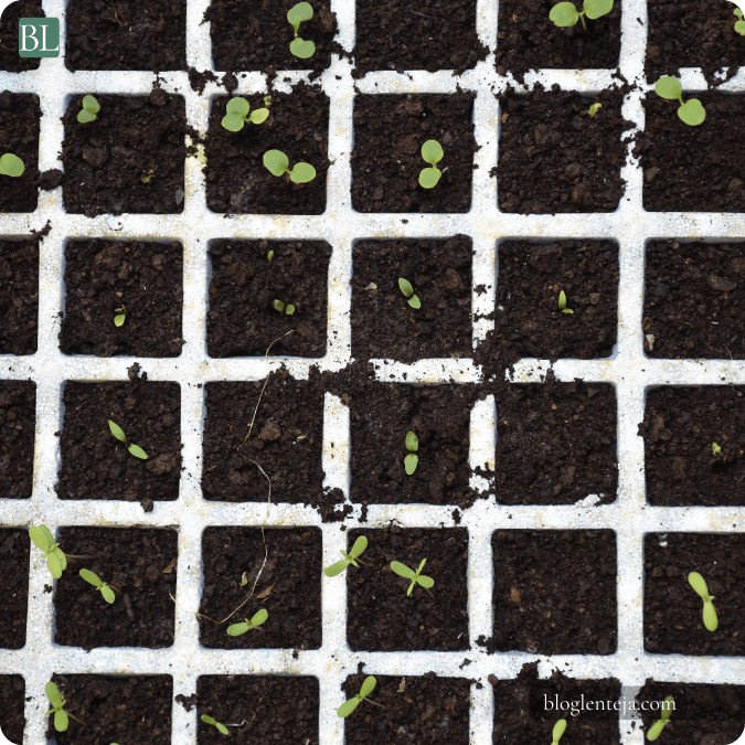 Germinar semillas paso a&nbsp;paso