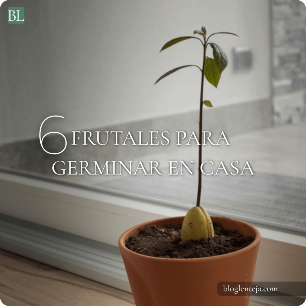 6 Frutales para germinar en&nbsp;casa