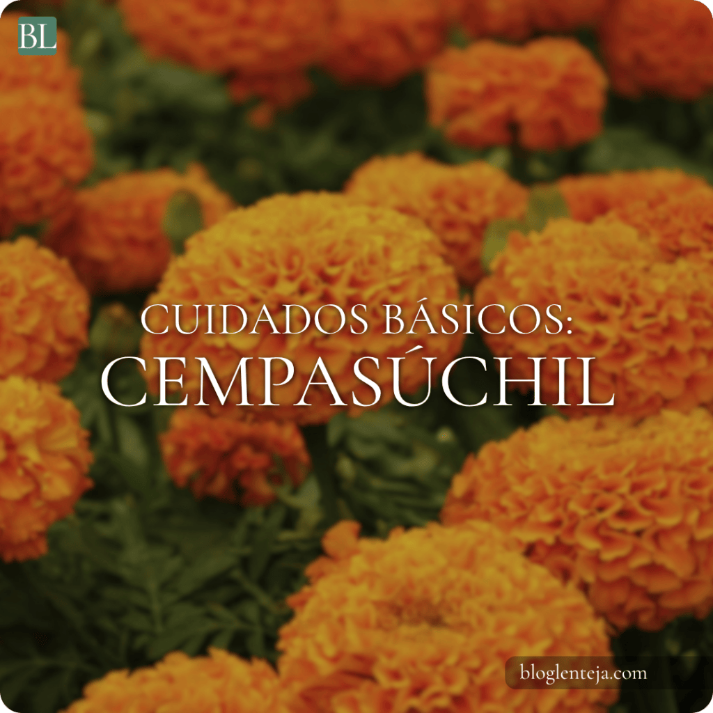 Cuidados básicos: Cempasúchil