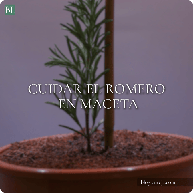 Cuidar el romero en&nbsp;maceta